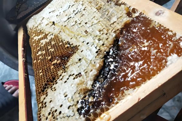 真假龙眼蜜的区分方法,真品呈透明的琥珀色具有龙眼花的香味