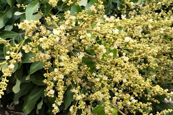 真假龙眼蜜的区分方法,真品呈透明的琥珀色具有龙眼花的香味