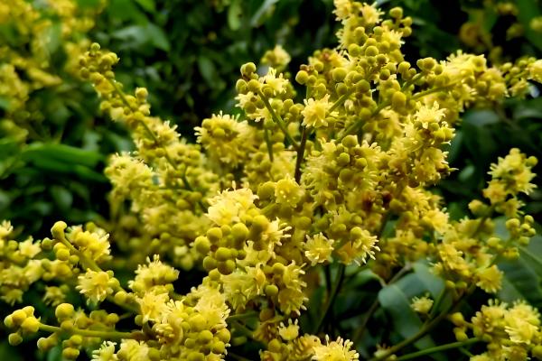 真假龙眼蜜的区分方法,真品呈透明的琥珀色具有龙眼花的香味