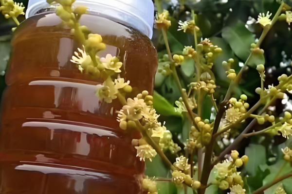 真假龙眼蜜的区分方法,真品呈透明的琥珀色具有龙眼花的香味