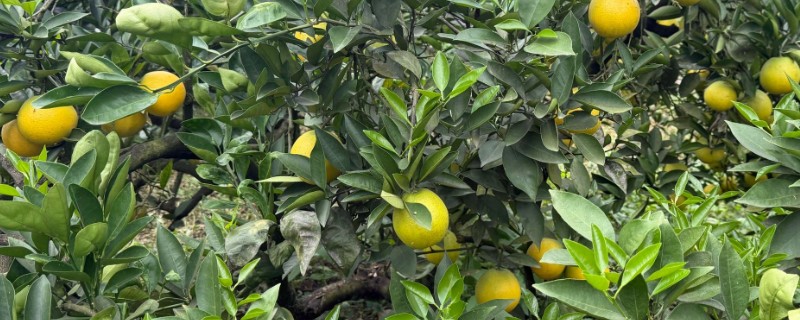 柑橘种植株距与行距，一般在3米左右即可