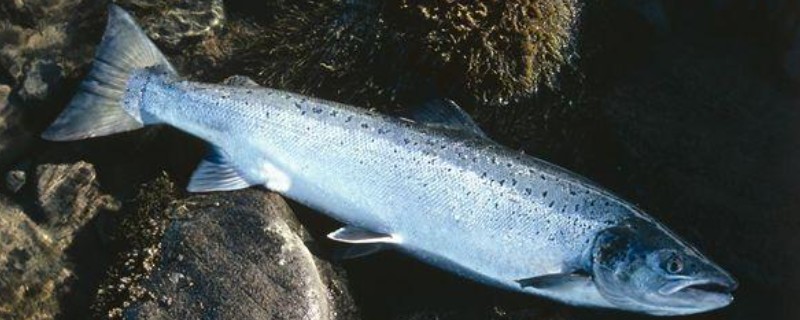 大西洋鲑鱼是不是三文鱼，二者是同一种鱼