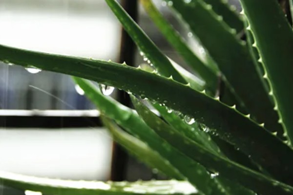 芦荟能不能用营养土栽培,营养土可以自行配制