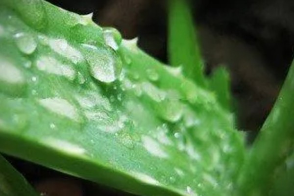 芦荟能不能用营养土栽培,营养土可以自行配制