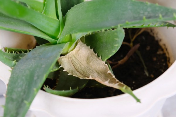 芦荟能不能用营养土栽培,营养土可以自行配制