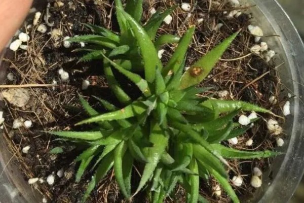 芦荟能不能用营养土栽培,营养土可以自行配制