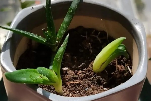 芦荟能不能用营养土栽培,营养土可以自行配制