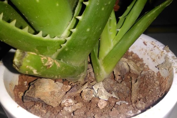 芦荟能不能用营养土栽培,营养土可以自行配制