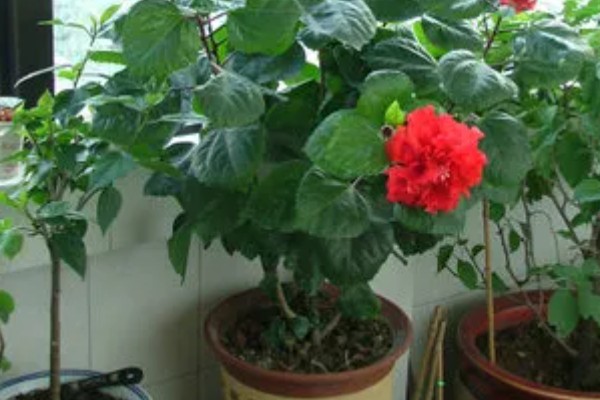 将芙蓉花养得枝繁叶茂的方法,植株生长期间应勤施薄肥