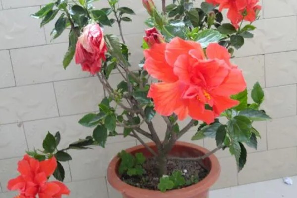 将芙蓉花养得枝繁叶茂的方法,植株生长期间应勤施薄肥