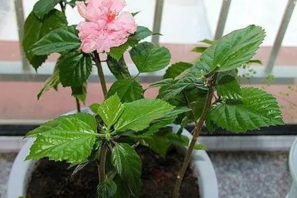 将芙蓉花养得枝繁叶茂的方法,植株生长期间应勤施薄肥