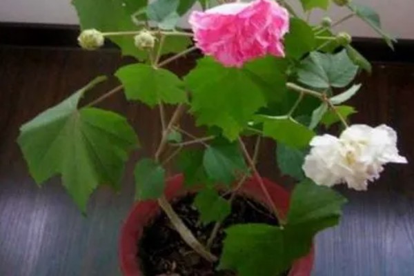 将芙蓉花养得枝繁叶茂的方法,植株生长期间应勤施薄肥