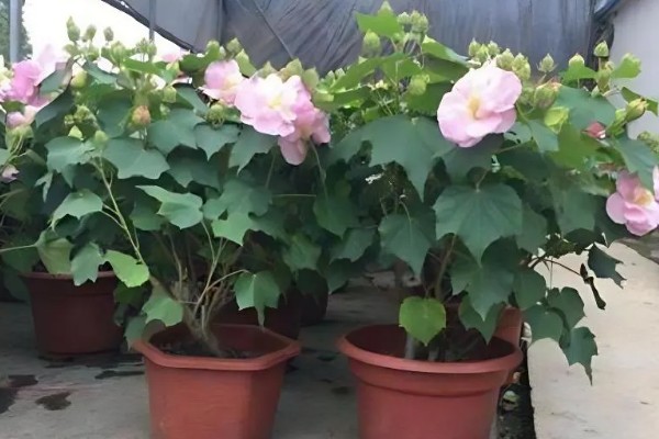 将芙蓉花养得枝繁叶茂的方法,植株生长期间应勤施薄肥