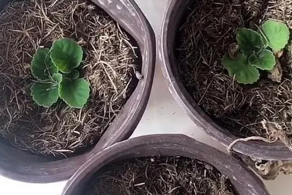 将芙蓉花养得枝繁叶茂的方法,植株生长期间应勤施薄肥