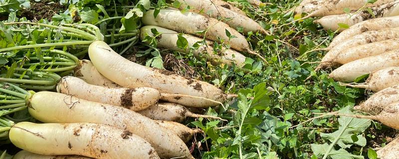 8月下旬可以种什么菜，推荐黄瓜、萝卜、大白菜等