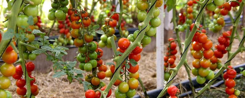 番茄的种植时间,根据种植地区而定
