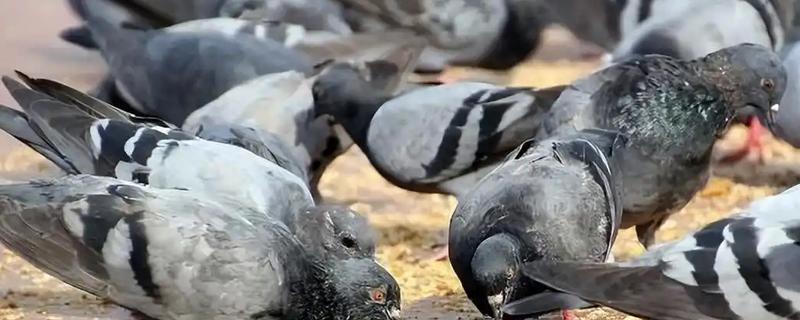 鸽子肠道病的特效药，可以喂大霉素片、氟哌酸等