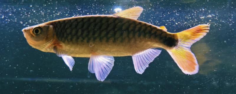 鱼缸草鱼怎么养才不容易死,首先保证养殖空间充足