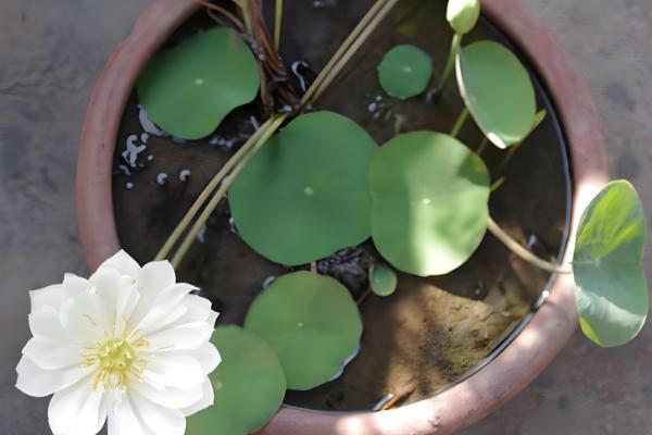 怎么在家养荷花,可养在全光照的环境中