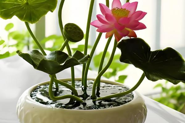 怎么在家养荷花,可养在全光照的环境中