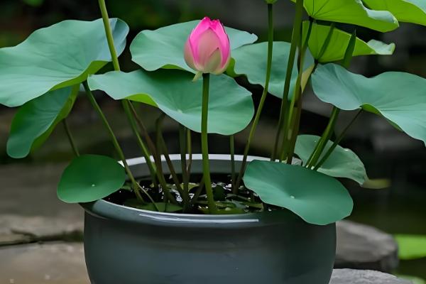 怎么在家养荷花,可养在全光照的环境中