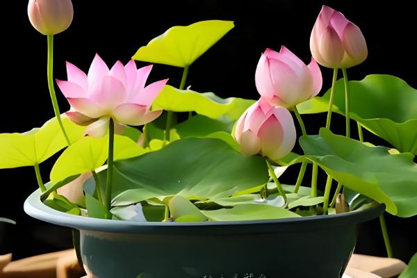 怎么在家养荷花,可养在全光照的环境中