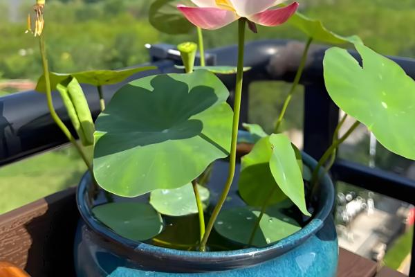 怎么在家养荷花,可养在全光照的环境中