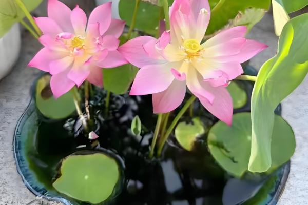 怎么在家养荷花,可养在全光照的环境中