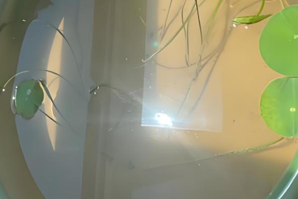 怎么在家养荷花,可养在全光照的环境中