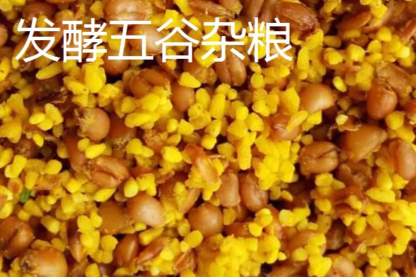 野钓打窝用哪种饵料，酒米、五谷杂粮等种类均可使用