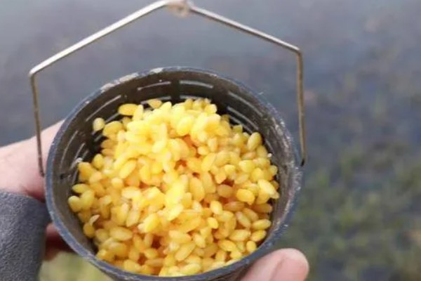 野钓打窝用哪种饵料，酒米、五谷杂粮等种类均可使用