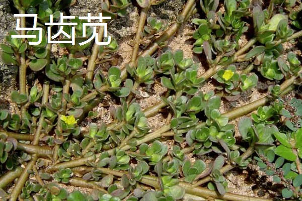 野菜有什么品种，常见马齿苋、苦菜、蒲公英等品种