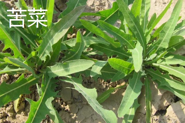 野菜有什么品种，常见马齿苋、苦菜、蒲公英等品种