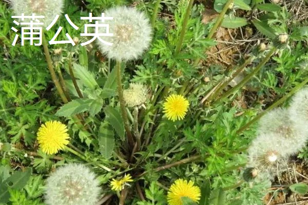 野菜有什么品种，常见马齿苋、苦菜、蒲公英等品种