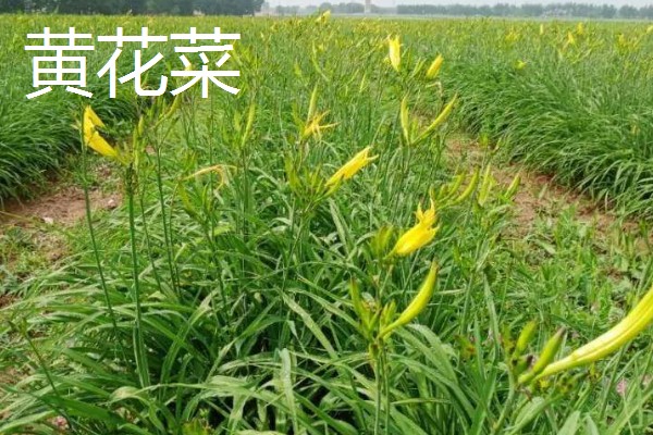 野菜有什么品种，常见马齿苋、苦菜、蒲公英等品种