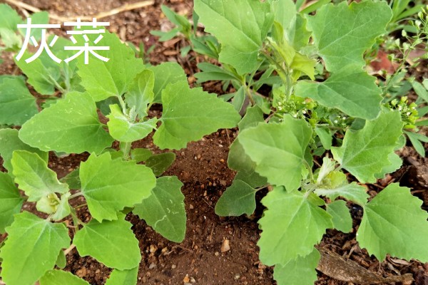 野菜有什么品种，常见马齿苋、苦菜、蒲公英等品种