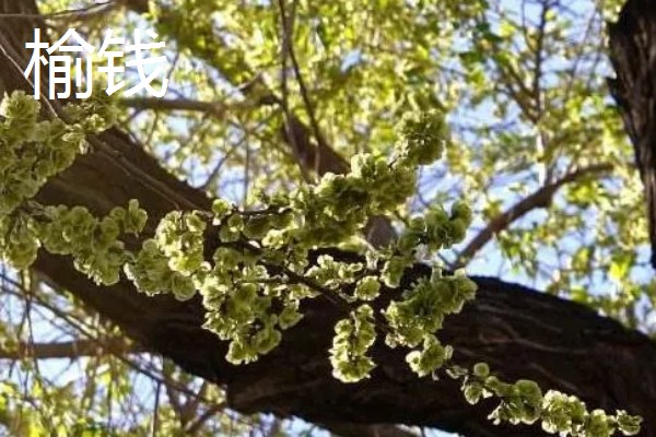 野菜有什么品种，常见马齿苋、苦菜、蒲公英等品种