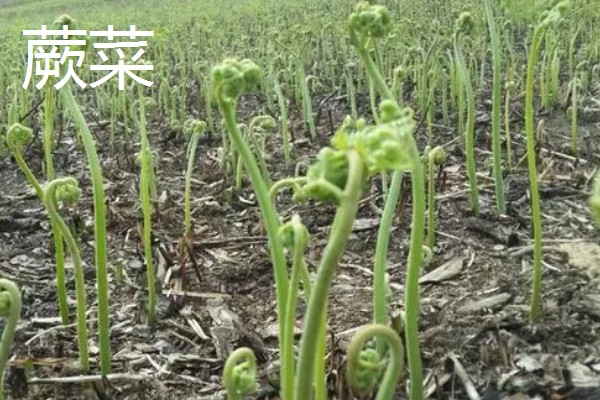野菜有什么品种，常见马齿苋、苦菜、蒲公英等品种