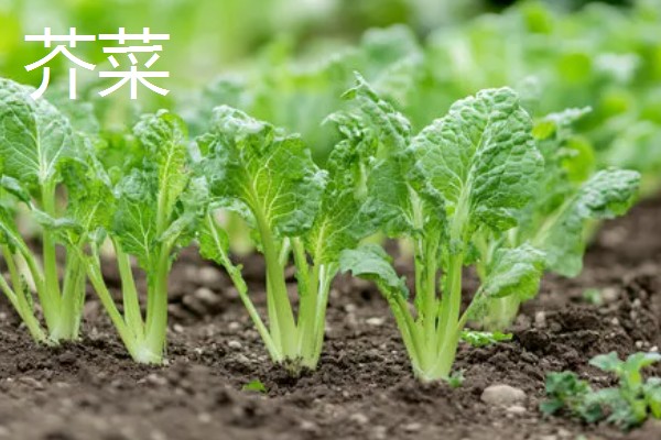 野菜有什么品种，常见马齿苋、苦菜、蒲公英等品种