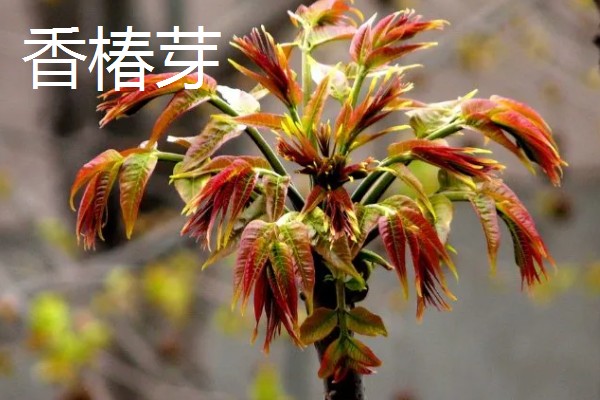 野菜有什么品种，常见马齿苋、苦菜、蒲公英等品种