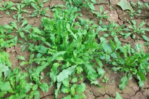 野菜有什么品种，常见马齿苋、苦菜、蒲公英等品种