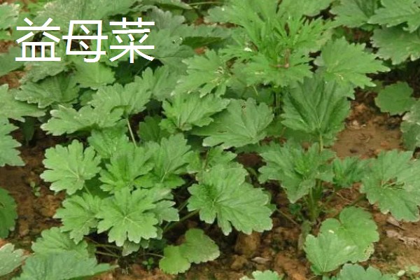 野菜有什么品种，常见马齿苋、苦菜、蒲公英等品种