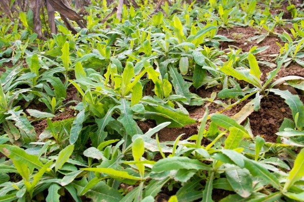 野菜有什么品种，常见马齿苋、苦菜、蒲公英等品种