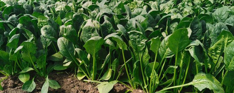 菠菜种植时间，一般选择在春季3月份播种