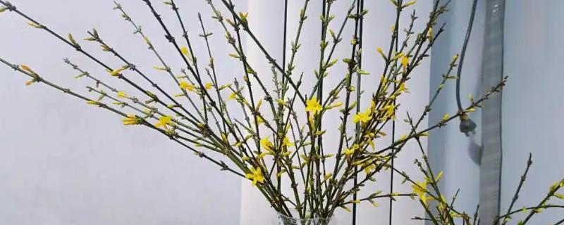 迎春花如何水培，一年四季均可进行