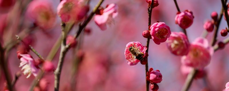 梅花和桃花有什么区别，花期、颜色、花瓣等方面都不同