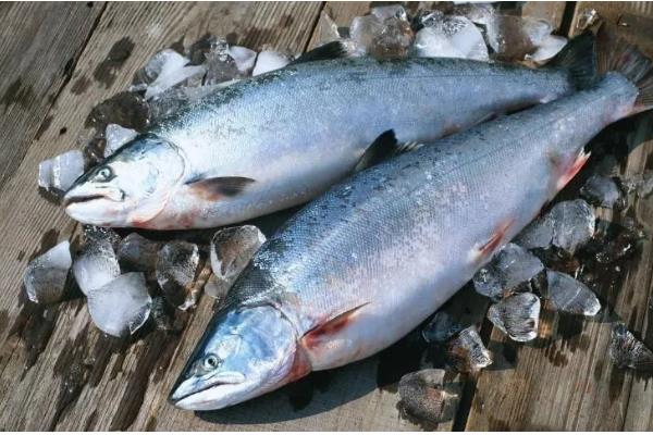 鲑鱼和三文鱼有何区别,体型、外观、鱼鳞等方面都不同