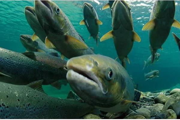 鲑鱼和三文鱼有何区别,体型、外观、鱼鳞等方面都不同