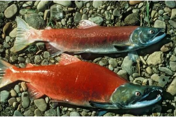 鲑鱼和三文鱼有何区别,体型、外观、鱼鳞等方面都不同