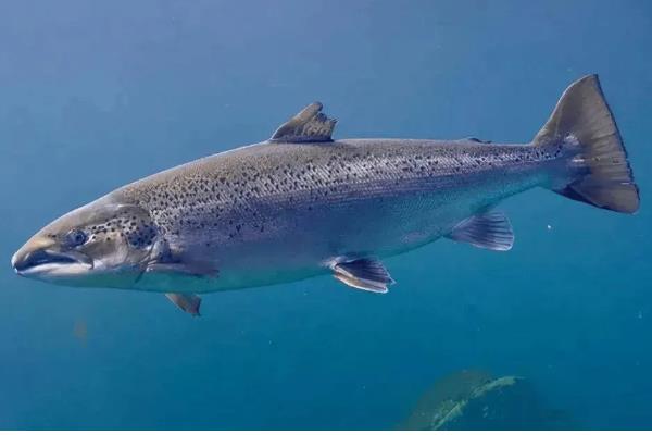 鲑鱼和三文鱼有何区别,体型、外观、鱼鳞等方面都不同